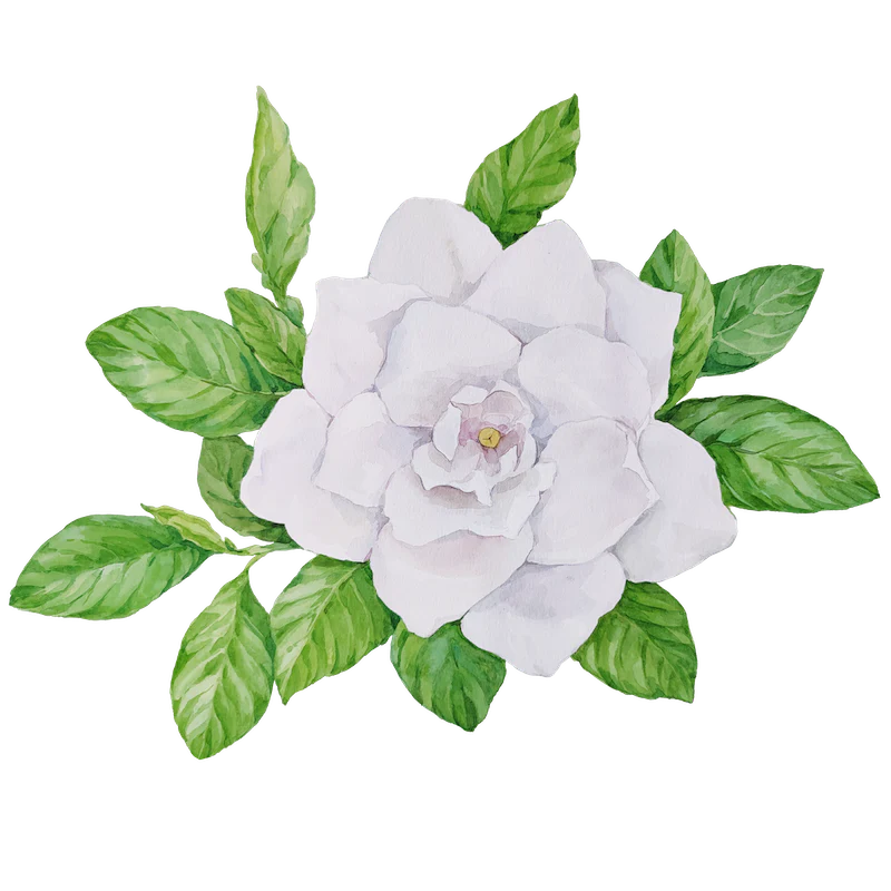 Gardenia