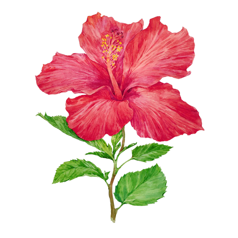 Hibiscus