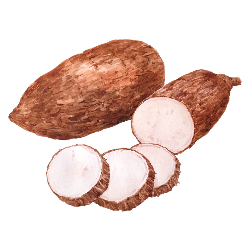 Cassava (Tapioca)