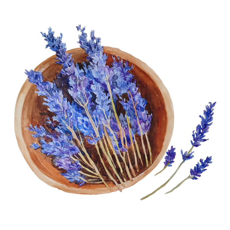 Lavender