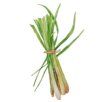 Lemongrass