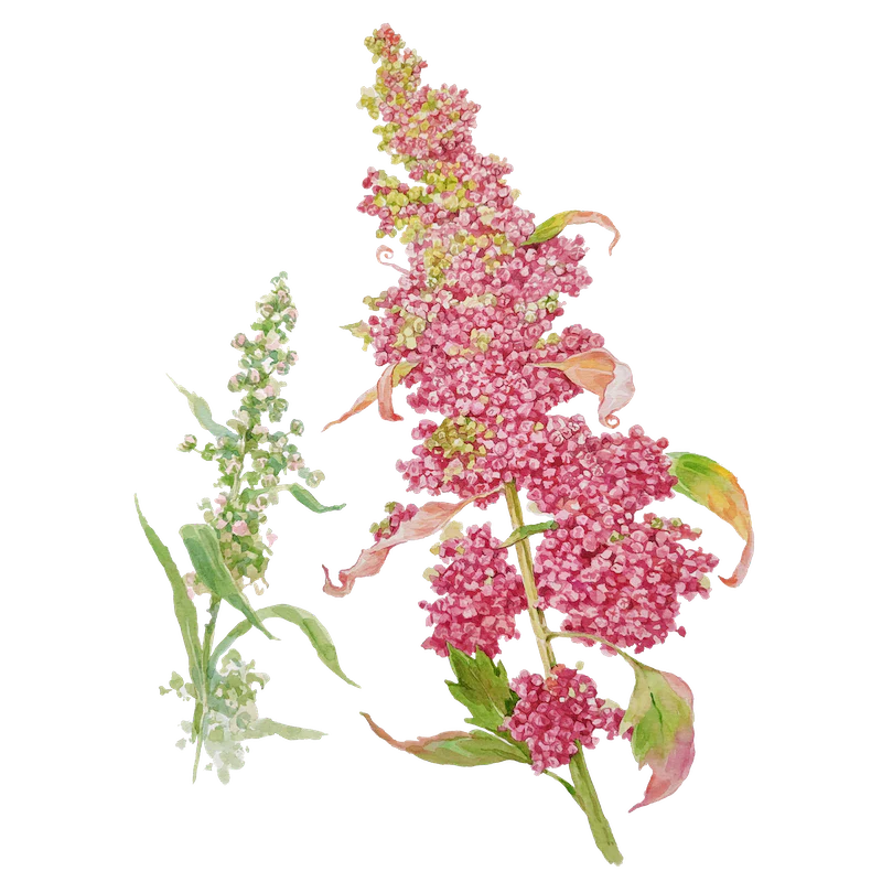 Quinoa