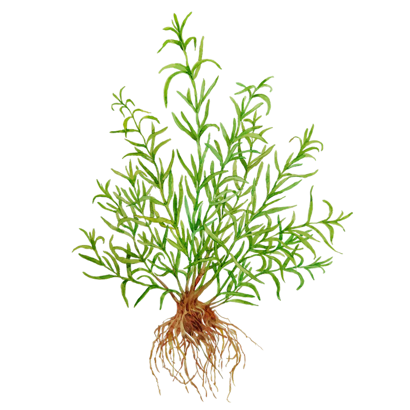 Rosemary