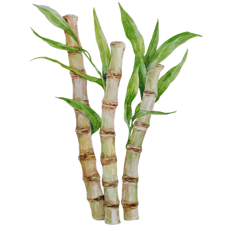 Sugar Cane